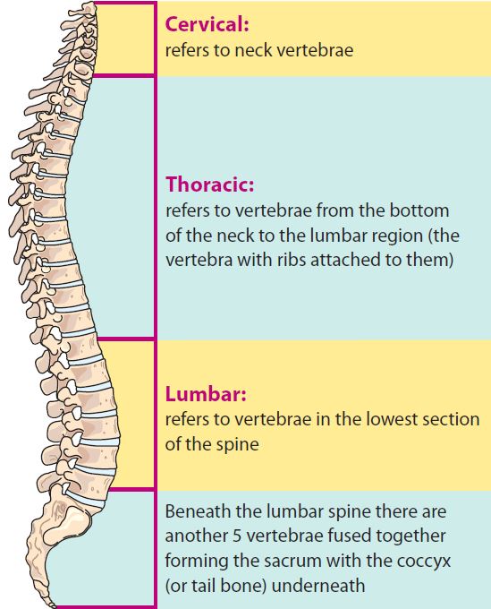 Causes and Treatment of Lower Back Pain - HSS